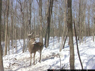 34292 State Route 41, Peebles, OH 45660 - photo 7