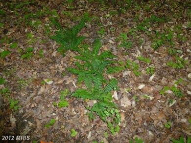 0 Mount Gilead Rd unit 1003991050, Leesburg, VA 20175 - photo 6