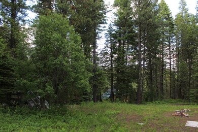 Beautiful Trees Around
