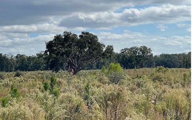 TBD Hawaca Dr, McAlpin, FL 32062 - photo 2