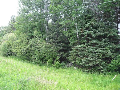 View of tree filled area