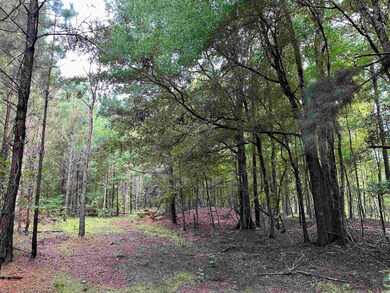 View of local wilderness