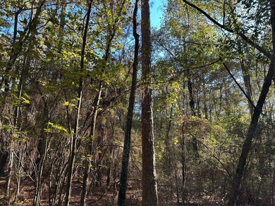 0 Lomas Rd, Hattiesburg, MS 39401 - photo 4