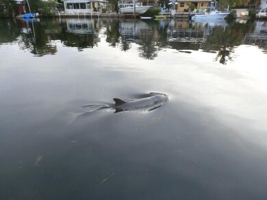 Doplphin in canal