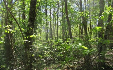 Additional View