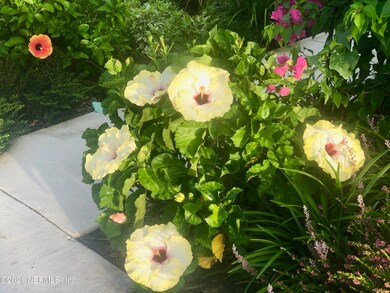 Dinner Plate Size Hibiscus