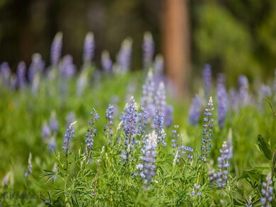 Lot 26 Misty Way, Big Sky, MT 59716 - photo 6