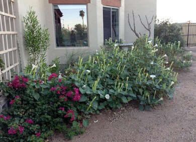datura