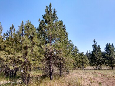 L2B1 N Sheep Springs Rd, Athol, ID 83801 - photo 4