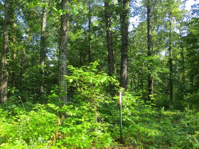 262 Wedgewood Ln, Mammoth Spring, AR 72554 - photo 6