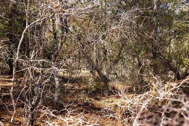 0 Holly Springs Ave unit 25490057, Alford, FL 32420 - photo 7