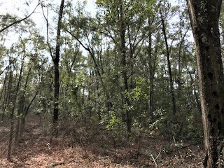 LOT 18 282nd Terrace, Branford, FL 32008 - photo 3