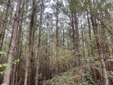 0 K T Rd, Carthage, MS 39051 - photo 6