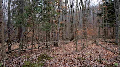 TBD Brookwood Hills Dr, Jordan Township, MI 49727 - photo 2