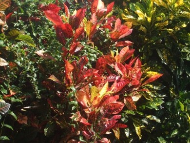 2023 Kilauea Ave, Hilo, HI 96720 - photo 3