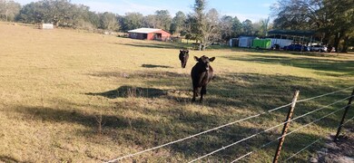 Heifers