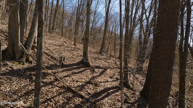 13 Edens Rd, Tusculum, TN 37745 - photo 4