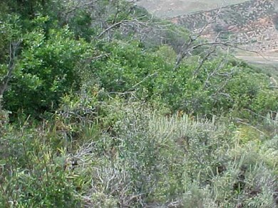 Land/Lot.