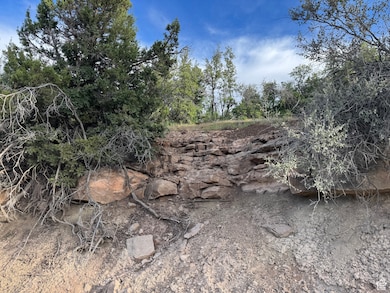 View of tree filled area