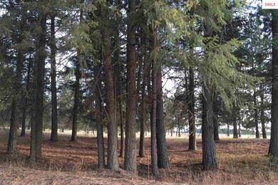 L2 Blk 1 N Williams Ln, Athol, ID 83801 - photo 7