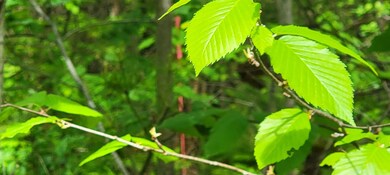 Lot 1-107 Steeple View Dr, Bethlehem, NH 03574 - photo 7