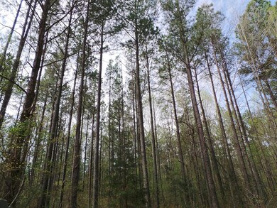 Well Over 100 Acres Of Standing Pines