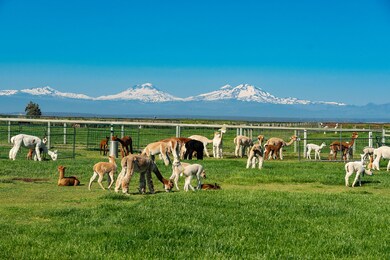 alpaca three sisters