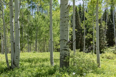 OldGrowthAspen