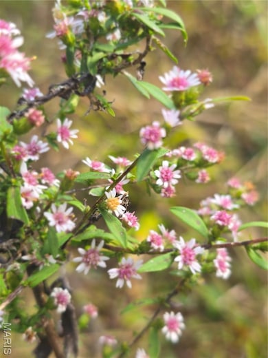 30 Acres Hwy E, Cadet, MO 63630 - photo 7