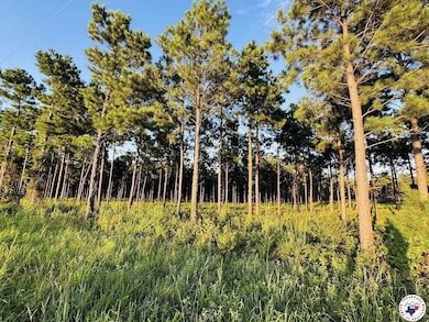 Tbd 3659, Queen City, TX 75572 - photo 2