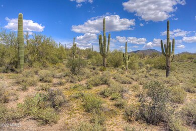 Beautiful Saguaros