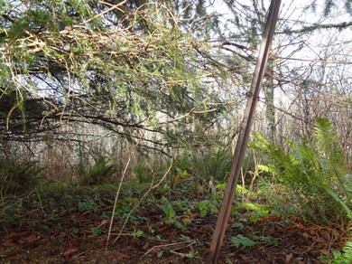 Treed