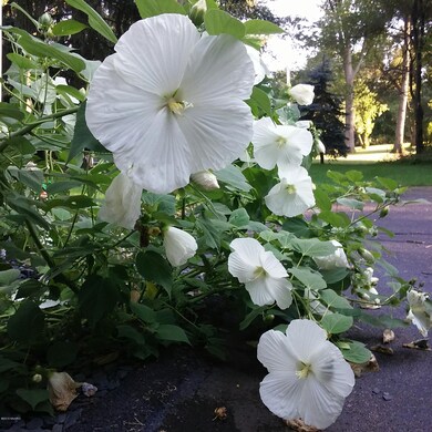 70 N Patterson Rd, Wayland, MI 49348 - photo 5