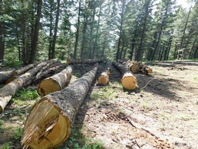Size of logs being harvested
