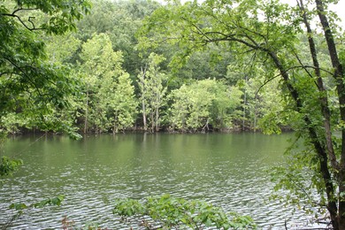 Shell Knob (29)