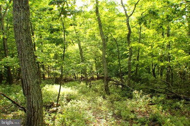 38.71ac Lower Timber Ridge Rd, Seneca Rocks, WV 26884 - photo 5