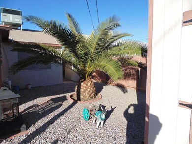 Back Yard Palm