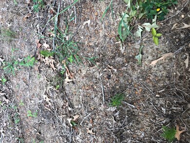 000 Hilton Memory Rd, Vidalia, GA 30474 - photo 5