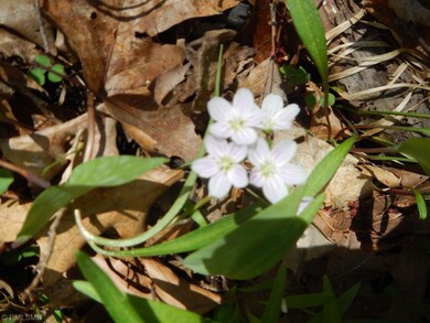 Hepatica
