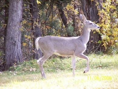 Deer 008 (Large)
