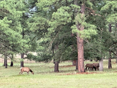 200 Meadow Ln unit Sky Ranch, Mimbres, NM 88049 - photo 7