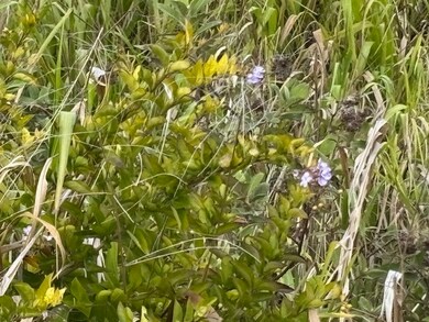 0 Palikekua St unit 722634, Honokaa, HI 96727 - photo 7