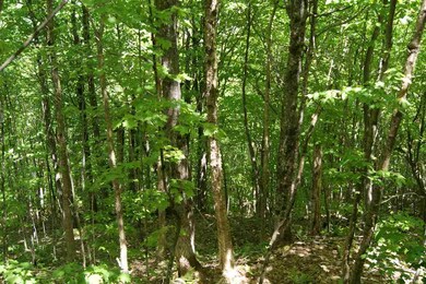 0 Canaan Hill Rd unit 4759378, Canaan, VT 05903 - photo 5