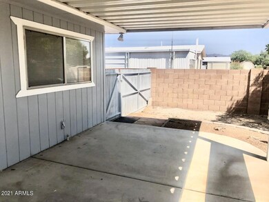 cholla back yard