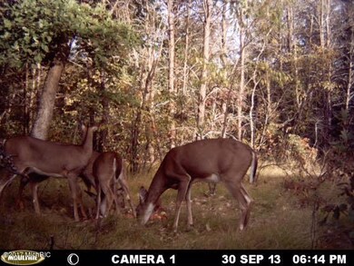 Deer 2