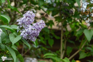 Lilac 1586-SMALL