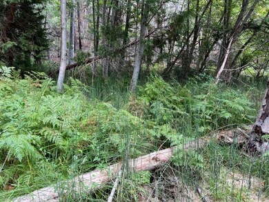 Ferns