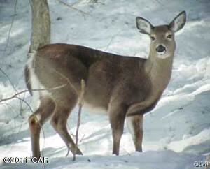 Area Wild Life