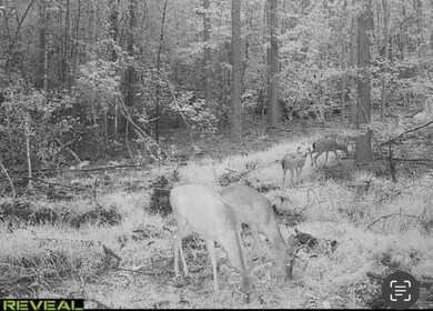 0 Bastonville Rd unit (Tract 14), Gibson, GA 30810 - photo 5