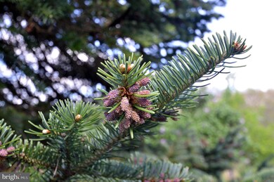 9695 Winchester Grade Rd, Berkeley Springs, WV 25411 - photo 6